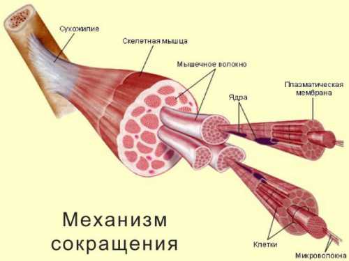 лазеркоагуляция сетчатки: причины назначения и послеоперационный период